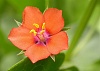 Anagallis arvensis 2 - Scarlet Pimpernell