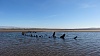 (20130302)   Aberlady Bay To Gullane Sands   016